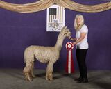 alpaca for sale