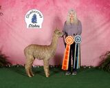alpaca for sale