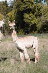 alpaca for sale