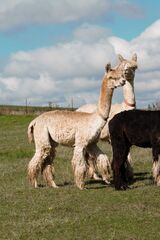 alpaca for sale