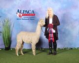 alpaca for sale