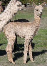 alpaca for sale