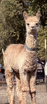 alpaca for sale
