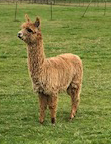 alpaca for sale