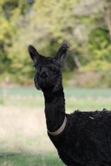 alpaca for sale