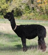 alpaca for sale