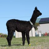 alpaca for sale