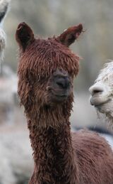 alpaca for sale