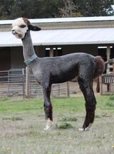 alpaca for sale