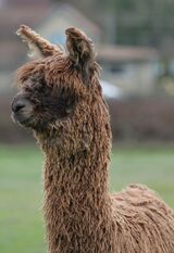 alpaca for sale
