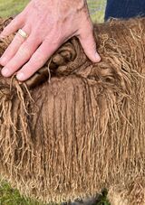 alpaca for sale