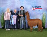 alpaca for sale