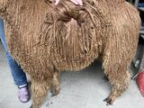 alpaca for sale