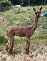 alpaca for sale