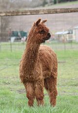 alpaca for sale