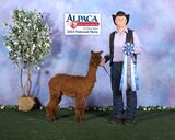 alpaca for sale