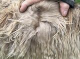 alpaca for sale