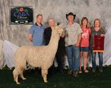 alpaca for sale