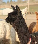 alpaca for sale