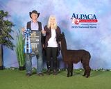 alpaca for sale