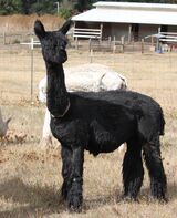 alpaca for sale