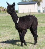 alpaca for sale