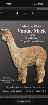 alpaca for sale
