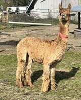 alpaca for sale