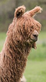 alpaca for sale