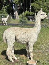 alpaca for sale