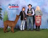 alpaca for sale