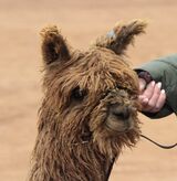 alpaca for sale