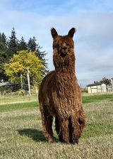 alpaca for sale