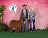 alpaca for sale