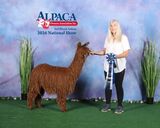 alpaca for sale
