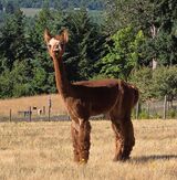 alpaca for sale