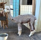 alpaca for sale