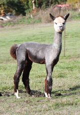 alpaca for sale