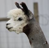 alpaca for sale