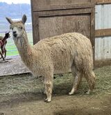 alpaca for sale