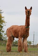 alpaca for sale