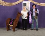 alpaca for sale
