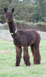 alpaca for sale