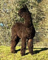 alpaca for sale