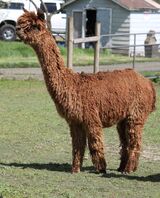 alpaca for sale