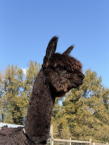 alpaca for sale