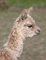 alpaca for sale