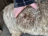 alpaca for sale