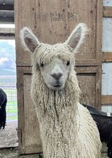 alpaca for sale