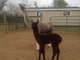 alpaca for sale